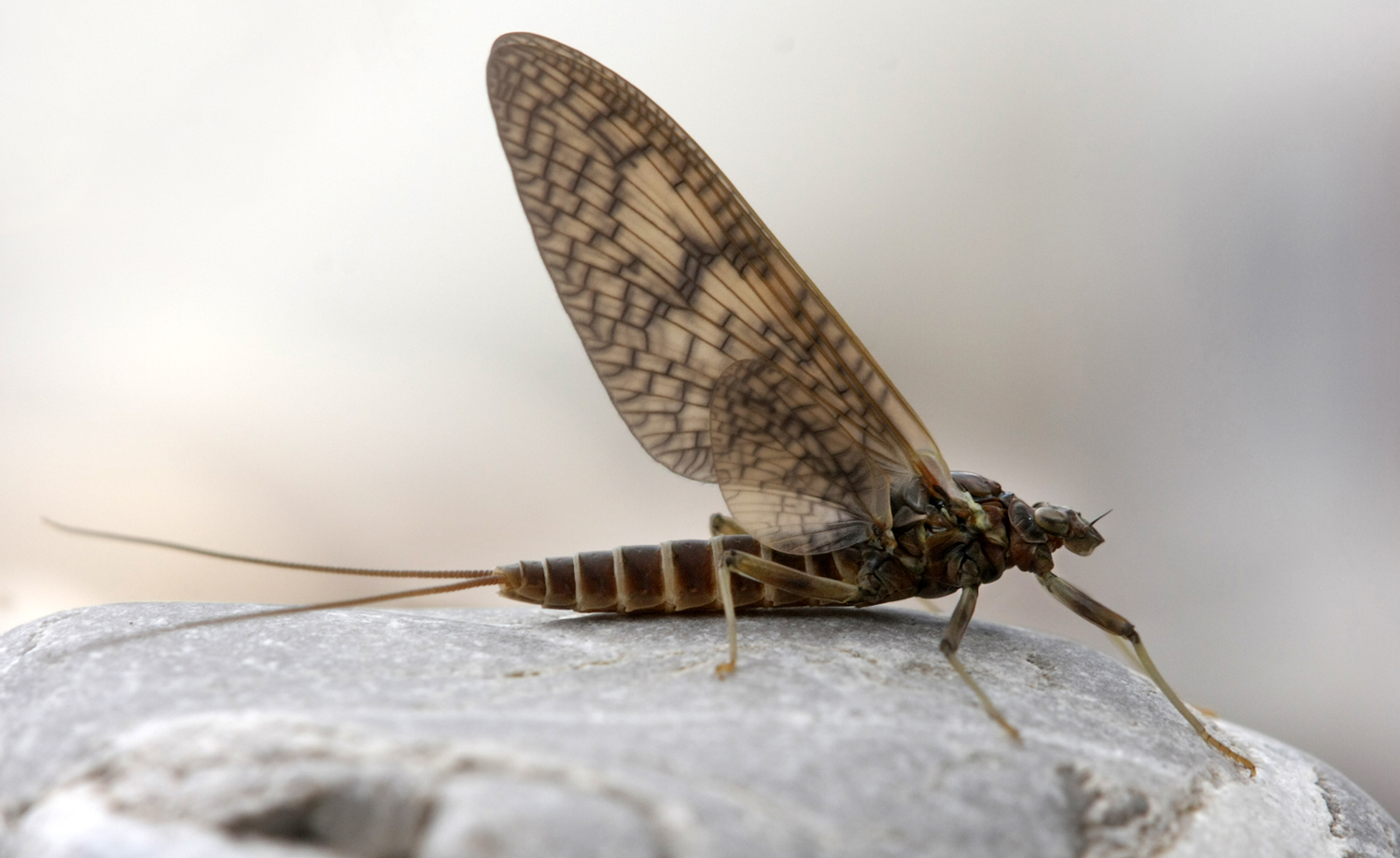 Mayfly